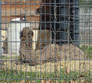 Rosensteinpark Blick zur Wilhelma