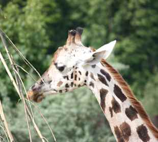 ZOOM Erlebniswelt Gelsenkirchen