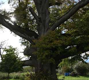 Naturdenkmal "Stockacher Linden"
