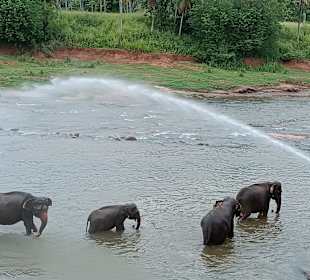 Elefantenwaisenhaus Pinnawela