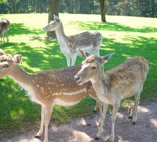 Damwild Freigehege