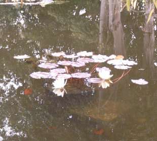 Jardin Botanico in Puerto de la Cruz