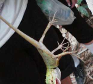 Der Reiseleiter nimmt alles in die Finger!