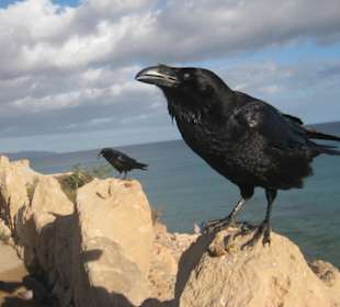 Riesengroße Krähen