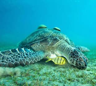 Turtle (Diving)
