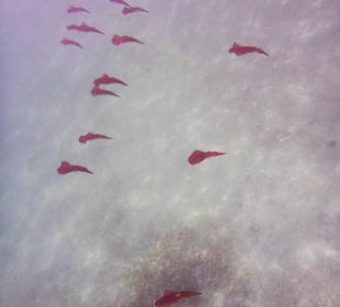 Schnorcheln El Quseir