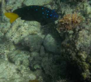 Schnorcheln Bayahibe