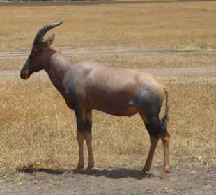 Antilope