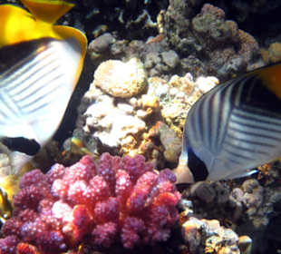 Fische in Sharm el Naga