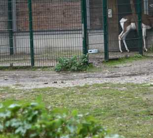 Tierpark