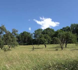 Eduard Lucas Musterobstgarten Mähringen