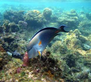 Doktorfisch am Hausriff