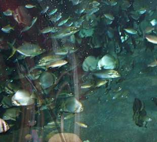 Die schönen Fischschwärme