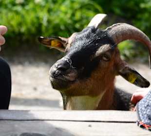 Glückliche Tiere im Paradies Wildpark Ferleiten.  