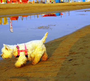 Der Hundestrand dei Pini