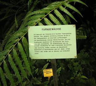 Hinweis Farne