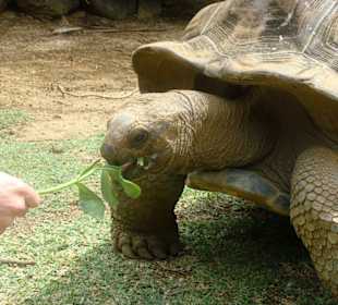 Schildkröte