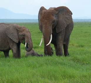 Amboseli
