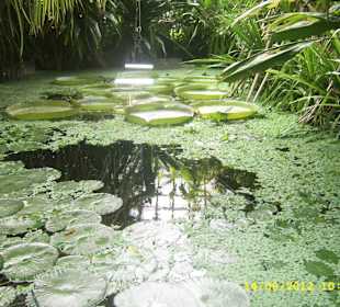 Palmiarnia w Poznaniu.