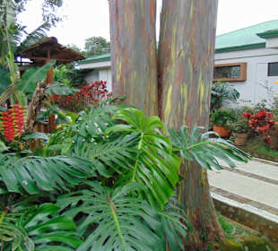 Doka Estate Kaffeeplantage