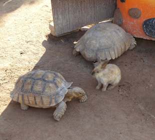 Schildkröten und Hase im Gehege