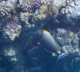 Fische im hauseigenen Riff