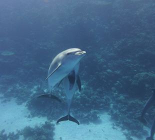 Kuschelstunde der Delfine