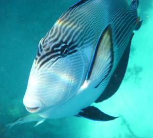 Bewohner des Hausriffs