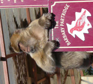 Macachi a Gibilterra