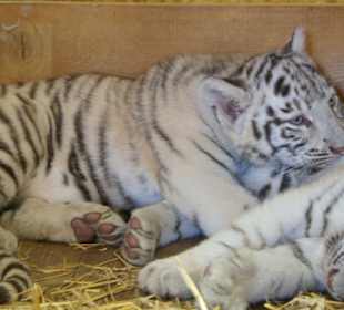 Kameltheater & Weißer Hof