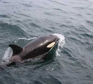 Orcas fast zum Anfassen