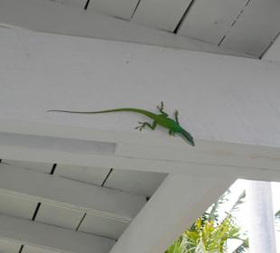 Chameleon in der Schweinebucht