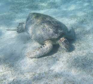 Schildi in Marsa Mubarak