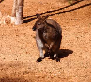 Tiere im Oasis Park Fuerteventura