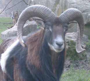 Wildpark Schwarzach
