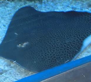 Was schwimmt denn da?