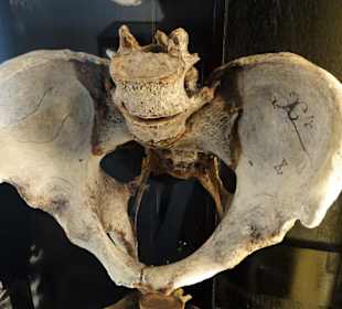 Beckenknochen in der Geburtshilfe