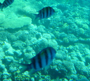 Schnorcheln Hurghada