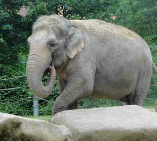 Zoologischer Garten 2016