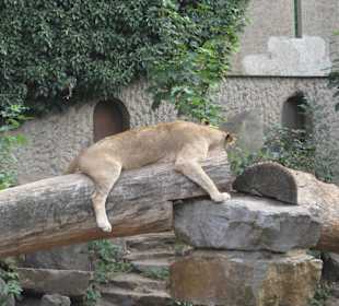 Artis Zoo Tiere