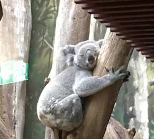 Koala