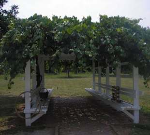 Schattenplatz auf der Farm