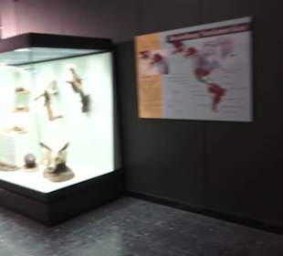 Zoologisches Museum