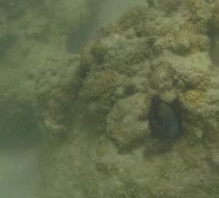 "Hausriff" - leider etwas aufgewühlt