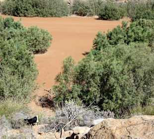 Am versandeten Stausee des Vega de Rio Palmas