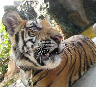 Tiger Tempel