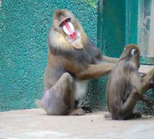 Ein toller Zoo mit Delphinarium