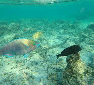 Schnorcheln Marsa Alam