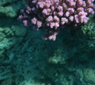 Wunderschöne Unterwasserwelt