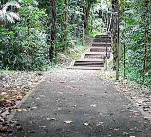 Marang Trail auf den Mount Faber